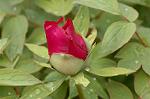 Dcim5940/DSC_5572