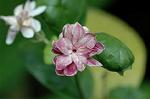 Dcim5940/DSC_5621