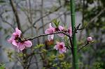Dcim5941/DSC_1388