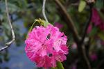 Dcim5942/DSC_1514