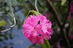 Dcim5942/DSC_1515