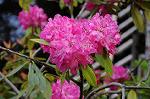Dcim5942/DSC_1517