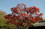 Dcim5942/DSC_1536