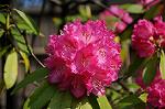 Dcim5943/DSC_1555