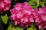 Dcim5943/DSC_1557