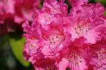 Dcim5943/DSC_1558