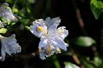 Dcim5943/DSC_1572