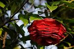Dcim5943/DSC_1597