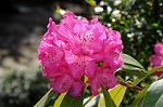 Dcim5943/DSC_1610