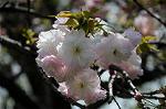 Dcim5947/DSC_1774