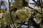 Dcim5947/DSC_1784