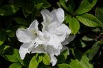 Dcim5949/DSC_1957