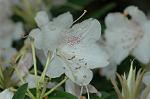 Dcim5953/DSC_6032