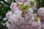 Dcim5953/DSC_6041