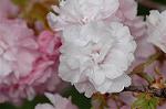Dcim5953/DSC_6043