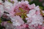 Dcim5953/DSC_6044