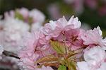 Dcim5953/DSC_6045
