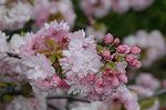 Dcim5953/DSC_6046