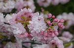 Dcim5953/DSC_6047