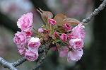 Dcim5953/DSC_6050