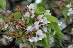 Dcim5954/DSC_6077