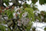 Dcim5954/DSC_6082