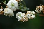 Dcim5954/DSC_6085