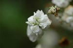 Dcim5954/DSC_6095