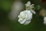 Dcim5954/DSC_6096