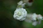 Dcim5954/DSC_6099