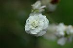 Dcim5954/DSC_6100