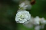 Dcim5954/DSC_6108
