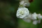 Dcim5954/DSC_6109