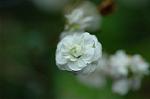 Dcim5954/DSC_6110
