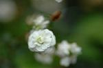 Dcim5954/DSC_6112