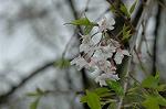 Dcim5954/DSC_6126