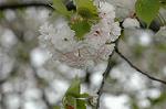 Dcim5954/DSC_6136