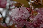Dcim5954/DSC_6170