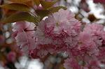 Dcim5954/DSC_6171