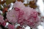 Dcim5954/DSC_6183