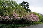 Dcim5955/DSC_2382