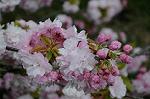 Dcim5955/DSC_2407