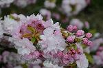 Dcim5955/DSC_2408