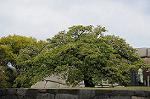 Dcim5955/DSC_2422