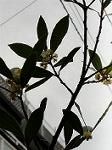 Dcim5957/DSC00196