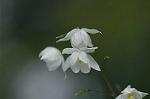 Dcim5962/DSC_6388