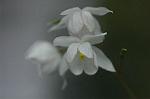 Dcim5962/DSC_6393