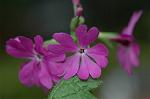 Dcim5962/DSC_6466