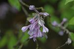 Dcim5962/DSC_6503