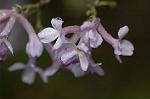 Dcim5962/DSC_6506
